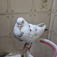 کفتر نر سفید