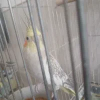 عروس هلندی