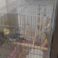 دوجفت عروس هلندی کامل سخنگو جفت بعدی جوجه