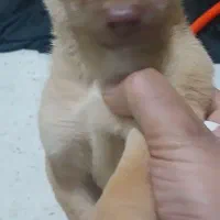 سلام 4عددسگ پاکوتاه بخاطر جاندارم میخوام بفروشم