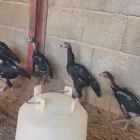 جوجه شامو تخم مرغ