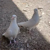 کفتر خال زرد کاکولی
