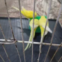 مرغ عشق|پرنده|مشهد, شایه|دیوار