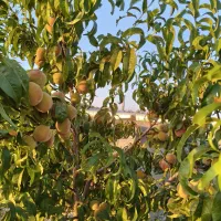 باغ میوه 1600متری فنس کشی و آبیاری قطره ای