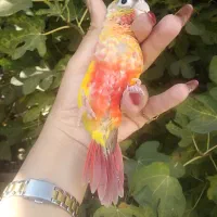 طوطی ملنگو ، گرینچیک دبل رد ، عروس هلندی