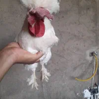 مرغ خروس سلطان