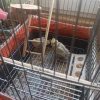 عروس هلندی دو ماهه