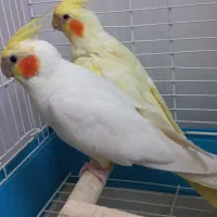 جفت عروس هلندی معاوضه دارم