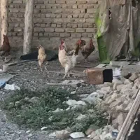 خوروس