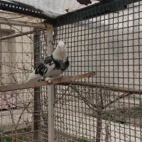 کبوتر هما سرور