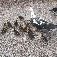 جوجه اردک اسرائیلی با مادر