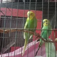 یه جفت مرغ عشق