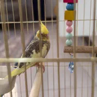 عروس هلندی