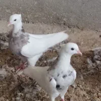 کبوتر طوقی