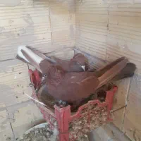 کبوتر نروماده کاکولی سرخ