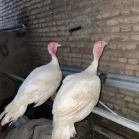 بوقلمون گوشتی