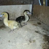 دو عدد مرغابی زیبا بفروش میرسد