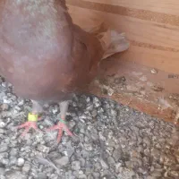کفتر|پرنده|گرگان, |دیوار
