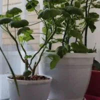 گل و گیاه|گل و گیاه طبیعی|زاهدان, |دیوار