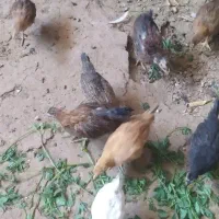 تیله بومی