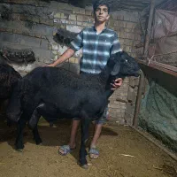 قوچ افشار پلواری 2 ساله