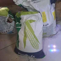 بذر ذرت درجه یک ایتالیایی
