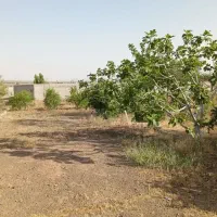 ۱۰۰۰ متر باغ در روستای هندس