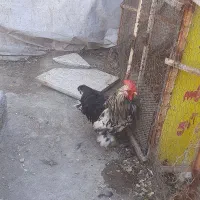 خروس|حیوانات مزرعه|مبارکه, |دیوار