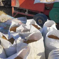 فروش نخود زرد لپه ای
