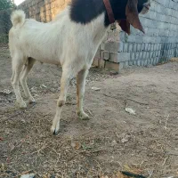 بز نر فروشی