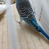 فروش دو عدد مرغ عشق زیبا و سر مست