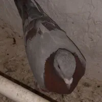 ۴۰۰۰
