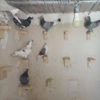 پلاکی|پرنده|آباده, |دیوار