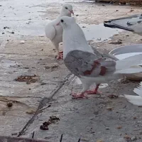 کبوتر
