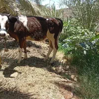 گستر سمینتال
