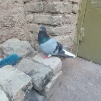 خرقه و دمگیر یلا سالم