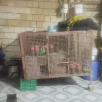 قفس مرغ یا کبک