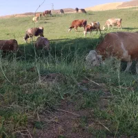 علف همه گیاه