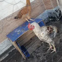 مرغ و خروس