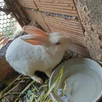 خرگوش|موش و خرگوش|خان ببین, |دیوار