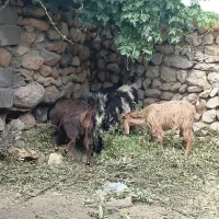 کهره نر