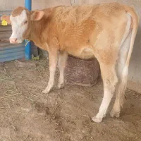 گاو سمینتال درجه یک هیکل ودراز