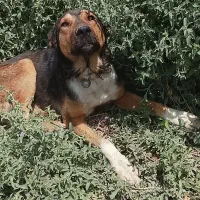 سگ سرابی