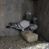 چند عدد پرنده درجه یک واسه جاده و پرش