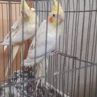 فروش عروس هلندی