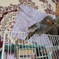عروس هلندی