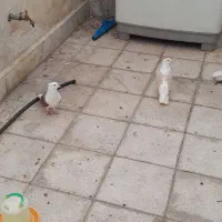 پشت سرخ و زرد ماده ۵۰۰