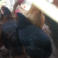 پرنده مرغ تخم گزار و جنس محلی و گوشتی
