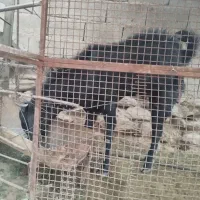 پاچن بزرگ