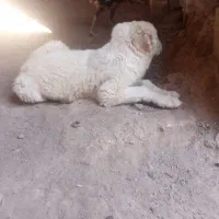 سگ نر|سگ|نصر آباد, |دیوار